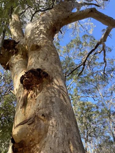 Best Hikes and Trails in Greater Glider Conservation Area | AllTrails