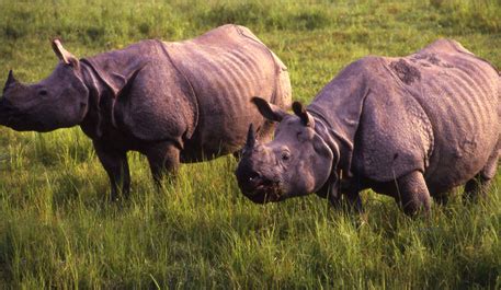 Assam floods affect 300,000 people, pose danger to wildlife