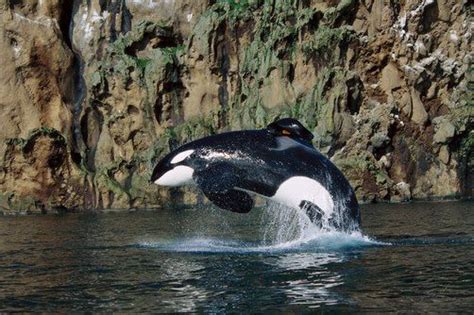 17 Best images about ♥ Orca Keiko ♥ † on Pinterest | Free willy ...