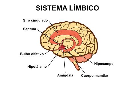 Sistema límbico y emociones -Terapias de Estimulación Cognitiva