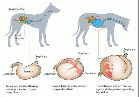 Bloat in Dogs | Symptoms of Bloat in Dogs | Click Now