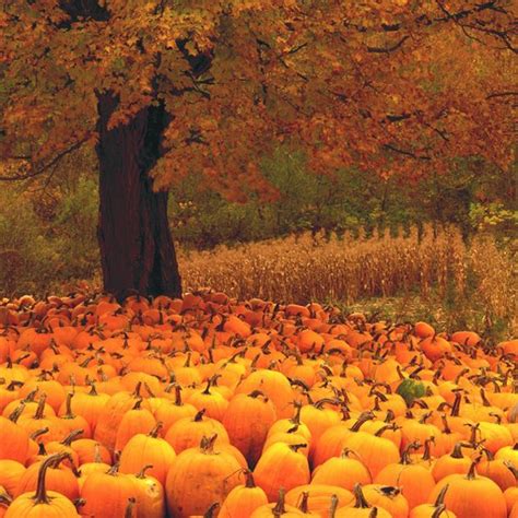 Image: by Charlie Waite. “Pumpkins.” VT. Stunning orange fall glow in a ...