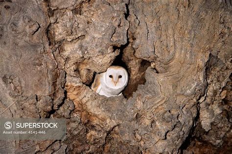 barn owl tyto alba in nest hole in old oak tree uk. Stock Photo 4141-446 : Superstock