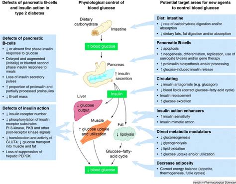 First Treatment For Type 2 Diabetes - DiabetesWalls