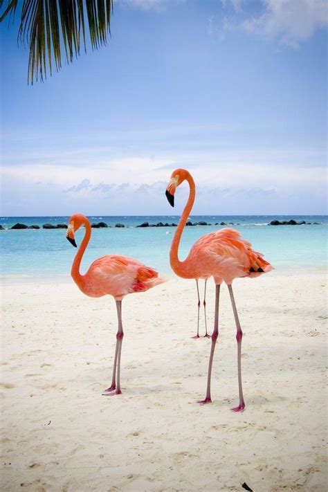 Flamingo Beach Wallpapers - Top Free Flamingo Beach Backgrounds - WallpaperAccess