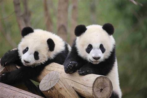 Qinling panda center to open to public by end of year - Chinadaily.com.cn