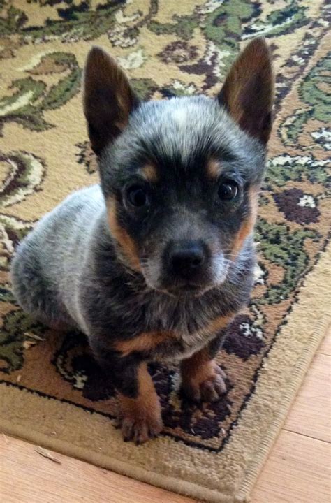 Miniature Heeler Puppies For Sale - Photos All Recommendation