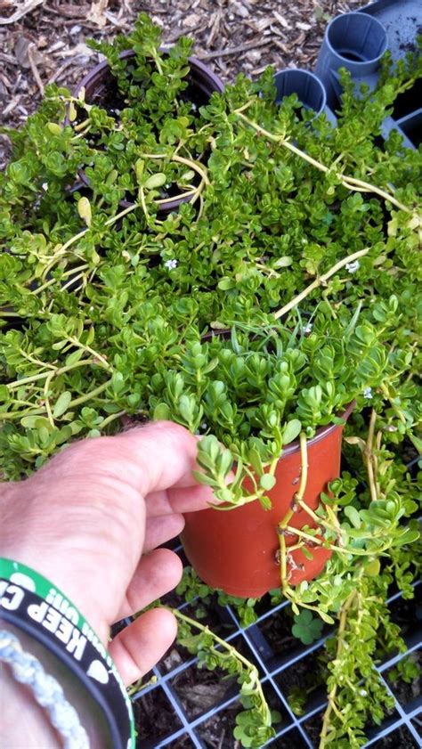 Bacopa monnieri - Brahmi - Live Potted Plants | Plants,garden | Plants, Potted plants, Garden