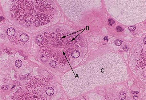 Serous Secretory Cells