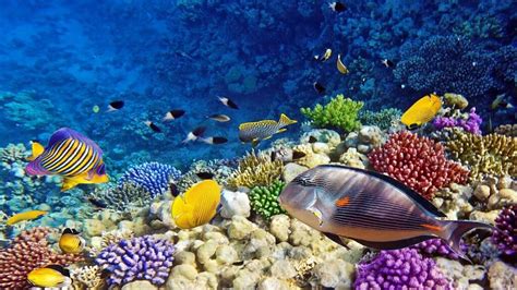 [WeTour] The untouched diving paradise of the Eritrean Red Sea ...