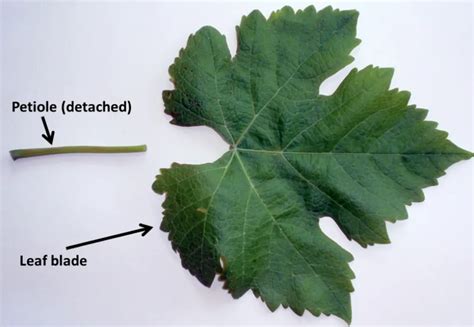 Petiole Analysis at Rs 750 in Nashik | ID: 22408957030