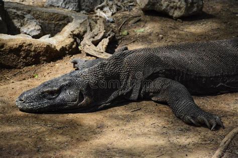 Komodo Dragon on Komodo Island Stock Image - Image of national ...