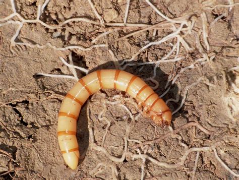 Larva di tenebrionidae , Forum Natura Mediterraneo | Forum Naturalistico