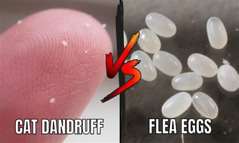 Cat Dandruff vs Flea Eggs: Identifying and Treating