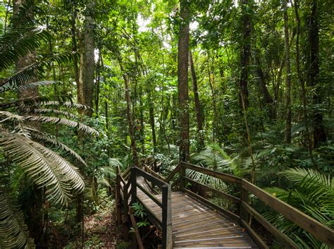 Four Incredible Rainforest Walks Near Cairns - Fitzroy Island