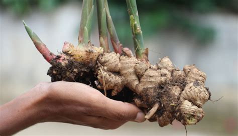 Growing Ginger From Root - How to Grow Ginger Root