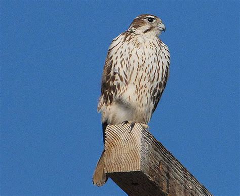 Falcon Identification – 6 Falcons You Can Spot in the U.S.