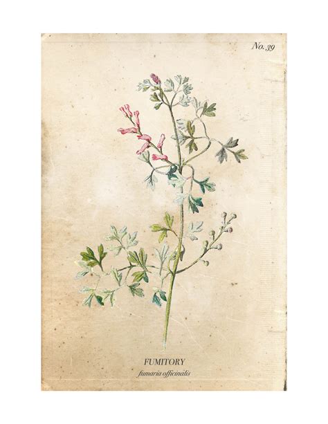 Vintage Wild Flower Botanical Prints | Nick + Alicia