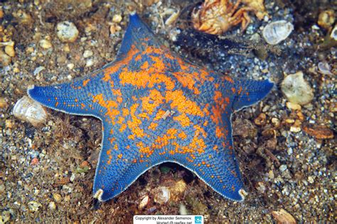 Patiria pectinifera Blue Bat Star