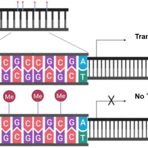 CpG island methylation blocks transcription. Methylation blocks the... | Download Scientific Diagram