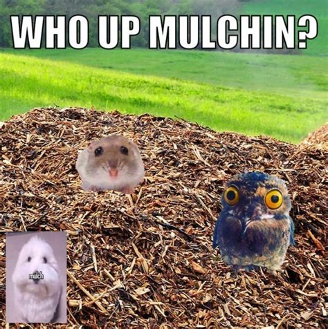 who up mulchin? | Mulch Gang for Life | Know Your Meme