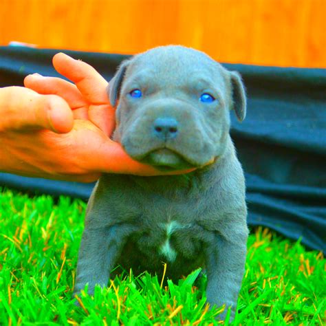 Do Pitbull Puppies With Blue Eyes Really Exist? - FPMKennels