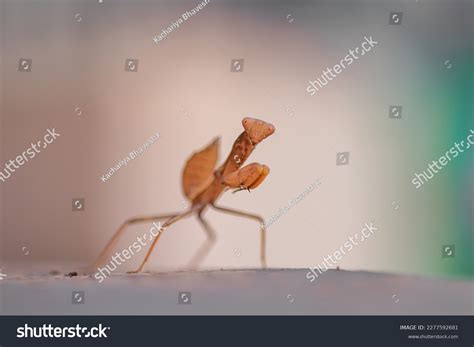 8 Grasshopper Egg Pod Images, Stock Photos & Vectors | Shutterstock