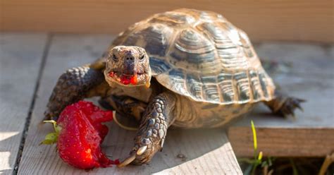 A Guide to a Healthy Diet for Tortoises