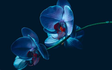 Orchid Elegance HD Wallpaper