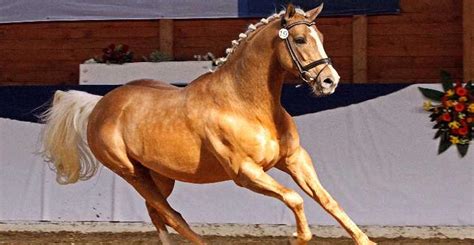 Allthegoldnftknox - Palomino Thoroughbred Stallion - Stable Express