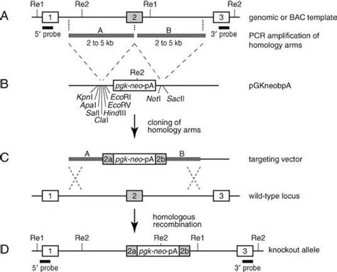 Gene mutation detection technology - Medical News