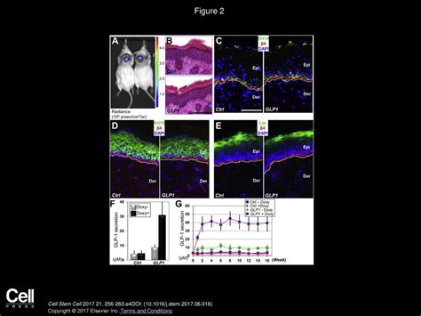 Jiping Yue, Xuewen Gou, Yuanyuan Li, Barton Wicksteed, Xiaoyang Wu - ppt download