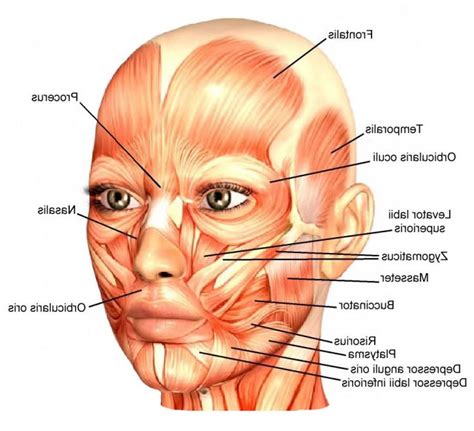 Anatomia Musculos Da Face - SOLOLEARN