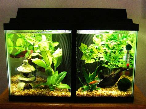 Dual Betta Fish Tank With Filter