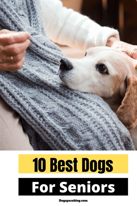 10 Best Dog Breeds for Seniors | DogSpaceBlog | Best dog breeds, Dog ...