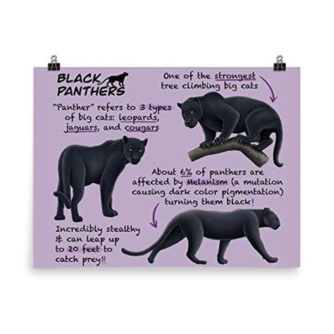 Black Panther Habitat