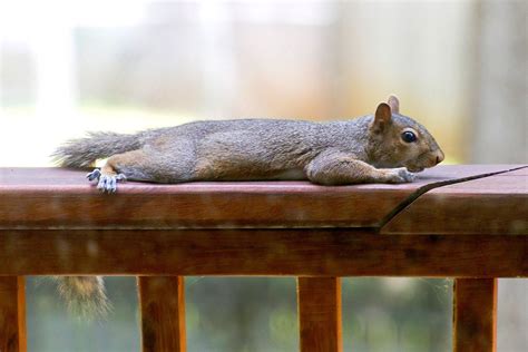 Squirrels are splooting in the heat. Dogs and cats sploot too.