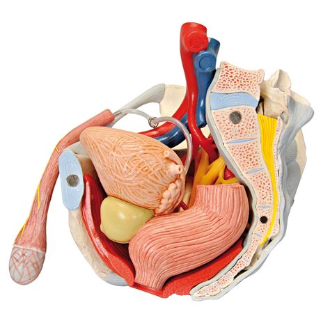 Anatomy Of Male Groin Area - Groin Strain: Symptoms, Treatment, And ...