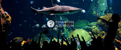 Where Is The Tennessee Aquarium Located - Aquarium Views