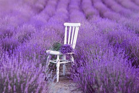 White Chair with Bouquet of Lavender and Straw Hat at Beautiful Lavender Flowers Bloom. Stock ...