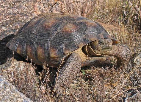 Free picture: desert, tortoise, turtle, gopherus agassizii