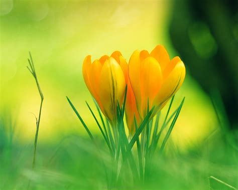 Flowers Nature Wallpapers on WallpaperDog