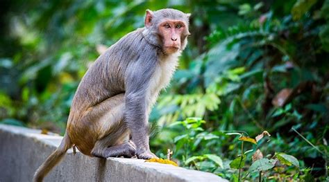 Meghalaya: Man held for killing, eating protected monkey species | North East India News - The ...