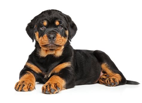 #1 | Rottweiler Puppies For Sale In Florida | Uptown