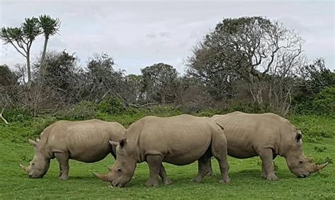 South African reserve owner rejects talk of 'karma' after lions eat suspected poachers | CBC Radio