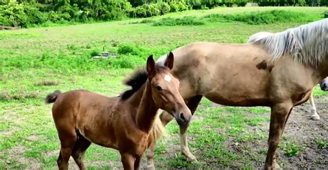 13 Gaited Horse Breeds [That Are a Joy to Ride] - Equineigh