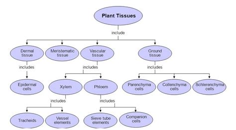 Top 184 + Animal tissues mind map - Inoticia.net