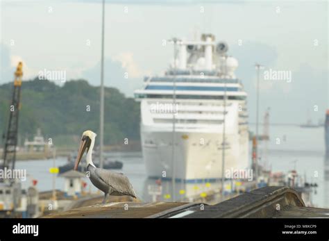 Coral Princess cruise ship passes through the Panama Canal Stock Photo - Alamy