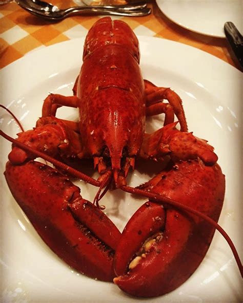 Local PEI lobster being served at our Culinary Federation dinner in PEI the lobster is served ...