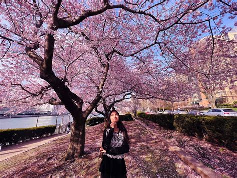 Cherry Blossom Festival in New York City - USA Travel Diary | Explore ...